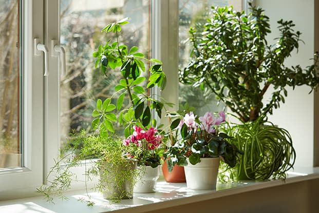 Nahaufnahme einer Fensterbank mit vielen grünen Pflanzen.